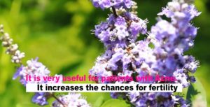 Vitex agnus-castus